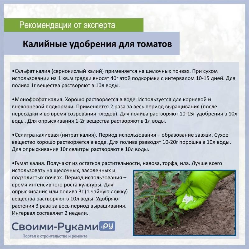 Залог богатого урожая — использование золы для подкормки рассады томатов в домашних условиях