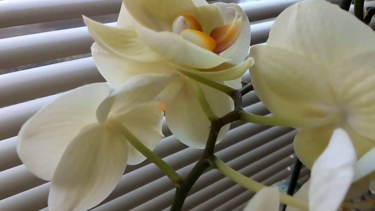Почему у орхидеи липкие листья и что делать?