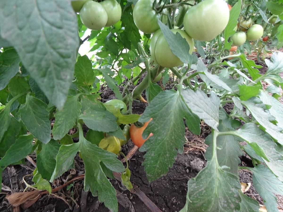 Здоровые помидоры в теплице