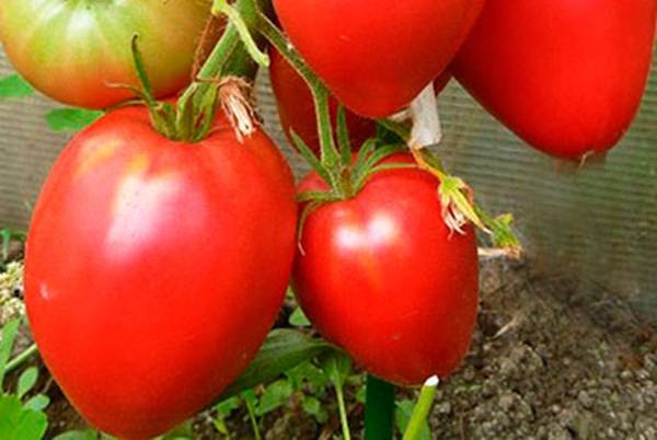 Характеристика томатов сорта королевич - мыдачники