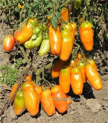 Томат «жигало» – помидоров прибыло