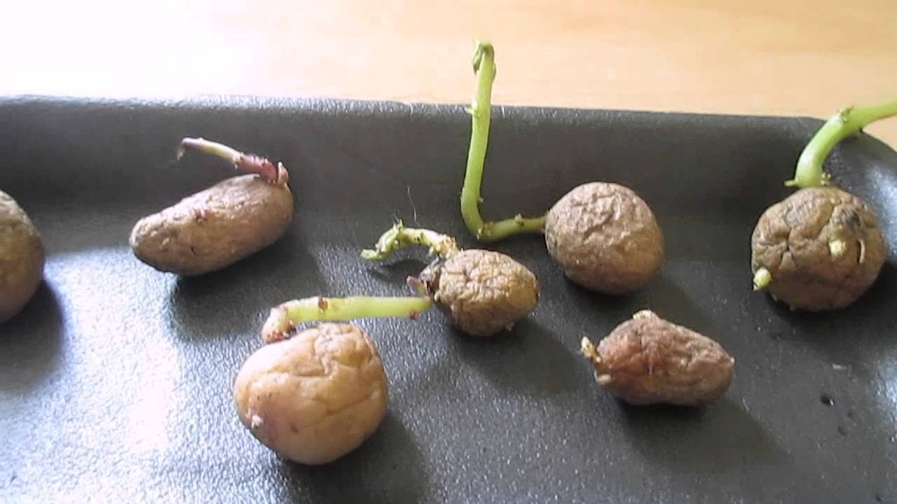 Как вырастить картофель из семян в домашних условиях. видео