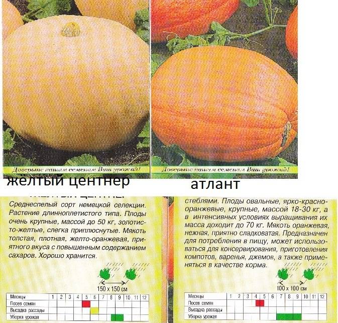 Сорт тыквы «атлант»: выращиваем рекордные по размеру плоды на своём участке