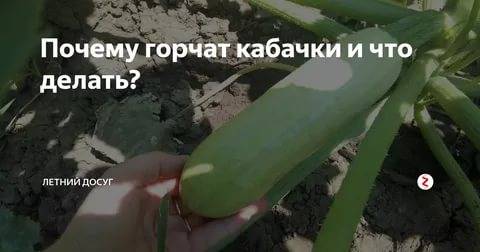 Горький кабачок: почему это бывает и как убрать горечь? :: syl.ru