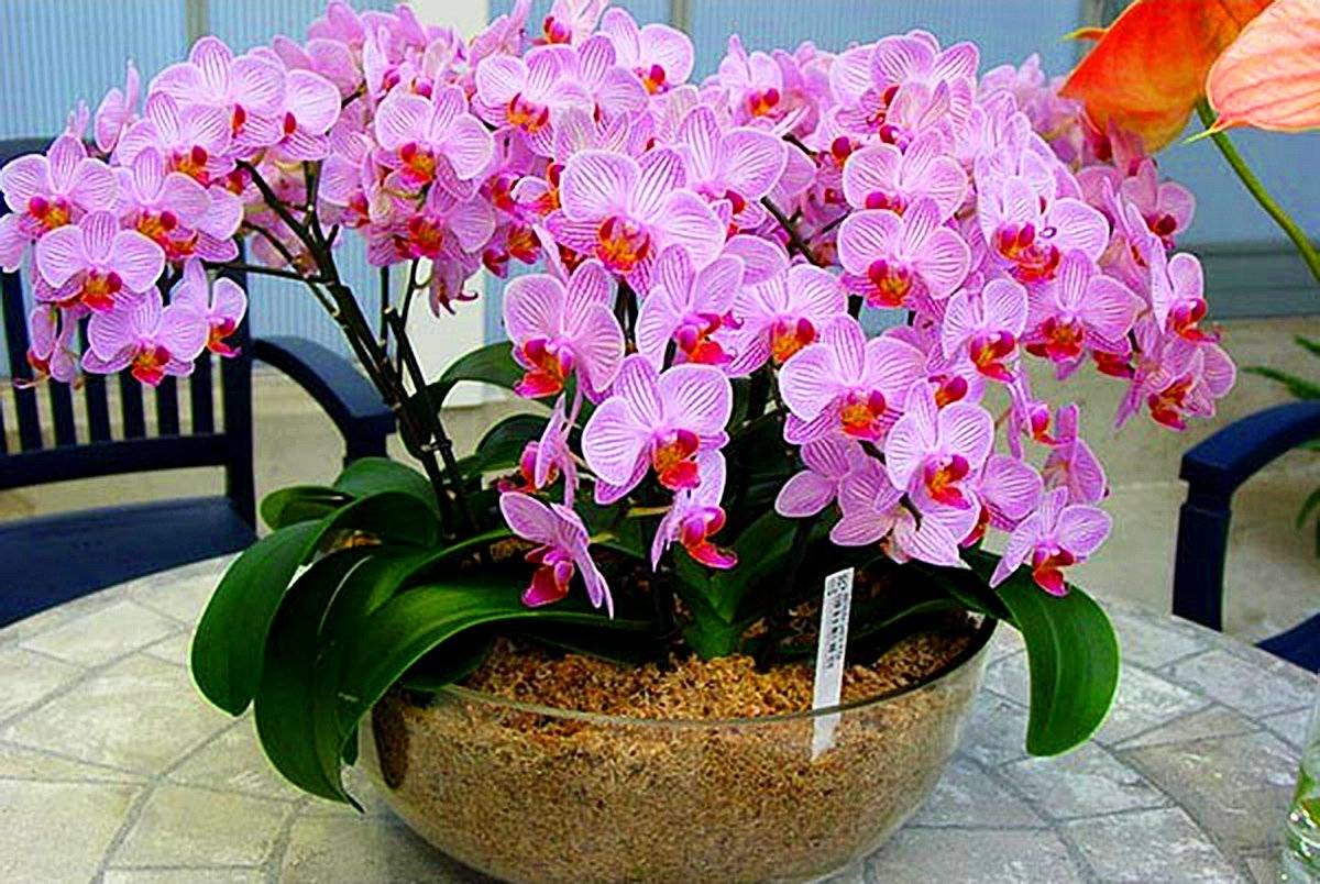Виды удобрений, подходящих для орхидей, и способы их применения - orhibum.ru