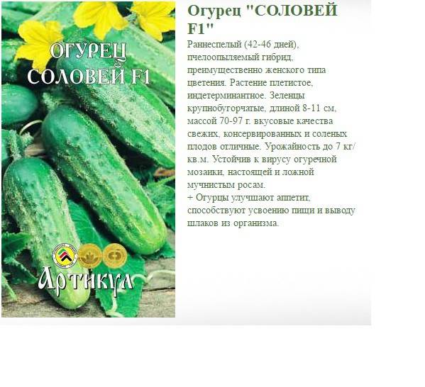 Сорта огурцов на букву с: сын полка, соловей, сигурд - сельская жизнь