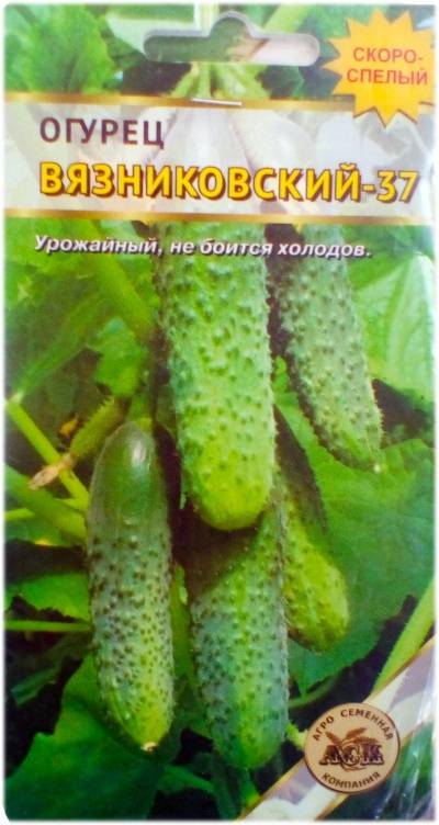 Все о сорте огурца вязниковский: описание, агротехника выращивания и уход