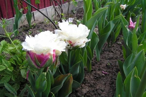Тюльпаны «айс крим»: описание сорта и выращивание