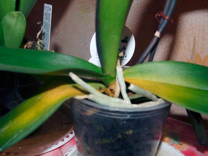 Основные причины, почему желтеет орхидея и что делать