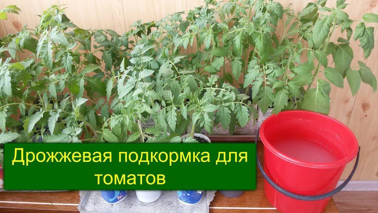 Подкормка рассады томатов дрожжами