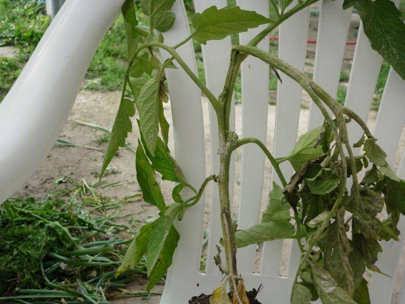 Вянут листья у рассады томатов – что делать, чтобы спасти урожай?