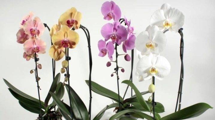 Откуда берутся трипсы на орхидее и как с ними бороться?