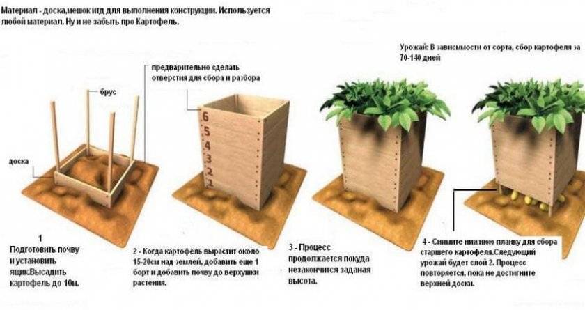 Как вырастить картофель в мешках фото пошаговое