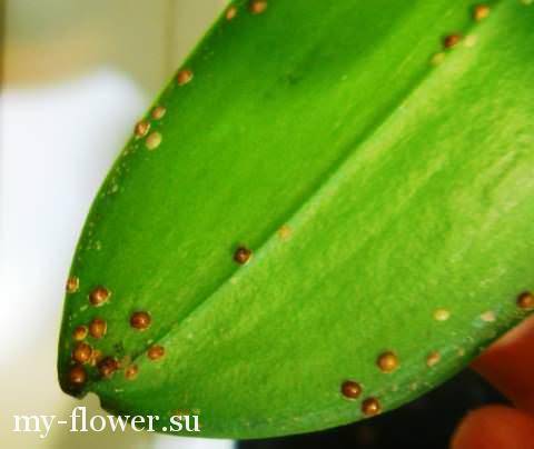Где обитает паутинный клещ на орхидее и как от него избавиться?
