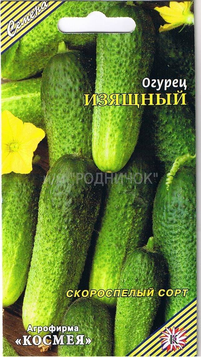 Огурец изящный: описание, выращивание, уход, фото