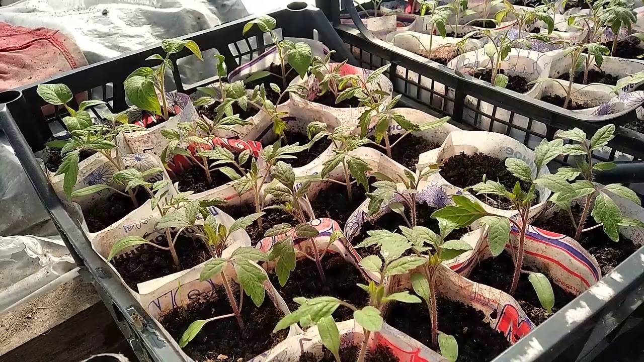 Можно ли делать заготовки на зиму используя замороженный перец? / поваренок