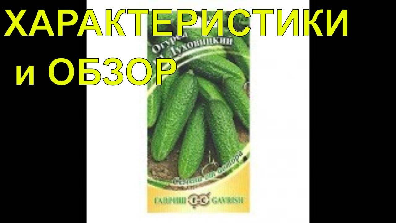 Полный обзор огурцов сорта луховицкие
