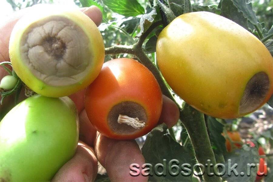 Вершинная гниль томатов – спасаем урожай (признаки и лечение)