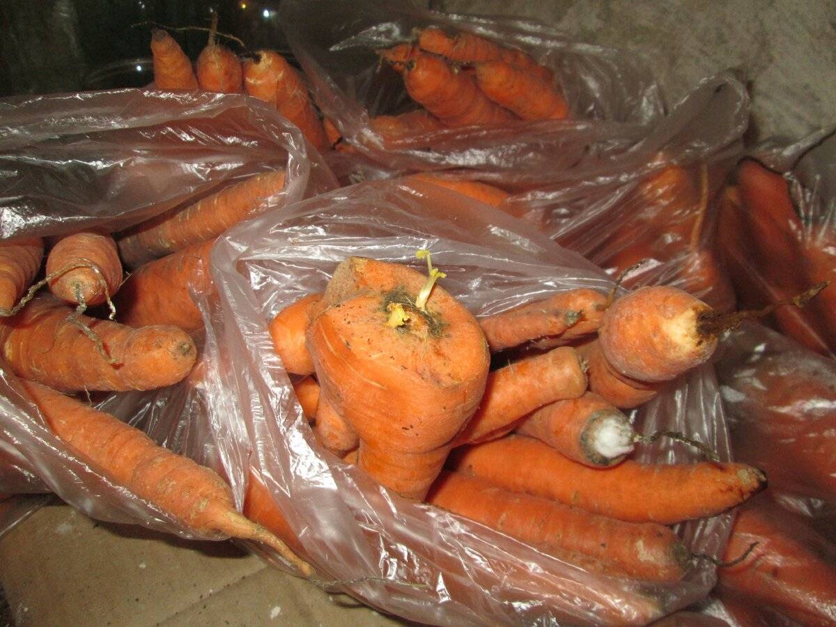 Как лучше хранить морковь