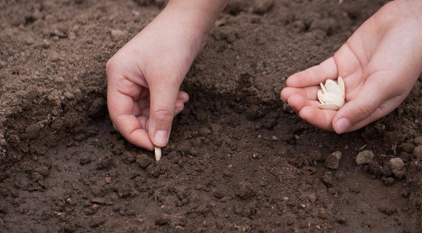 Когда и как сажать тыкву в открытый грунт: сроки посадки и правила выращивания