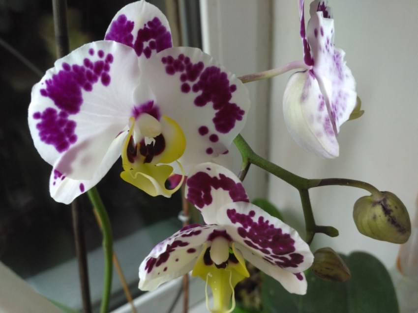 Тигровая орхидея (20 фото): правила ухода за орхидеей в домашних условиях, особенности ее окраса