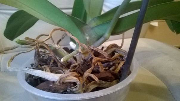 Почему у орхидеи сохнут воздушные корни: причины и эффективные методы реанимации + отличия здоровых и сухих отростков