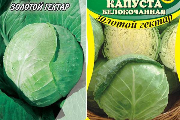 Капуста золотой гектар – описание сорта, фото, отзывы