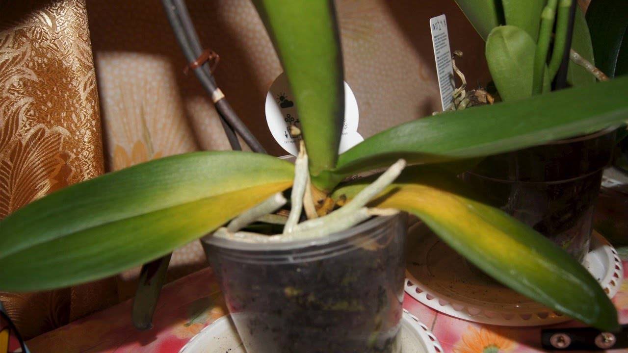Почему желтеет цветонос у орхидеи и что делать, чтобы остановить этот процесс и предотвратить его в будущем?