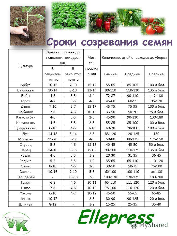 Через сколько дней всходят огурцы в открытом грунте, теплице и в комнатных условиях (125 фото)