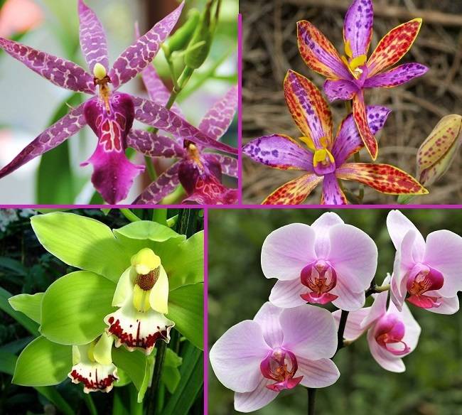 Как отличить орхидею. Симподиальные орхидеи. Систематика орхидеи фаленопсис. Цимбидиум и фаленопсис отличия. Разнообразие фаленопсисов.