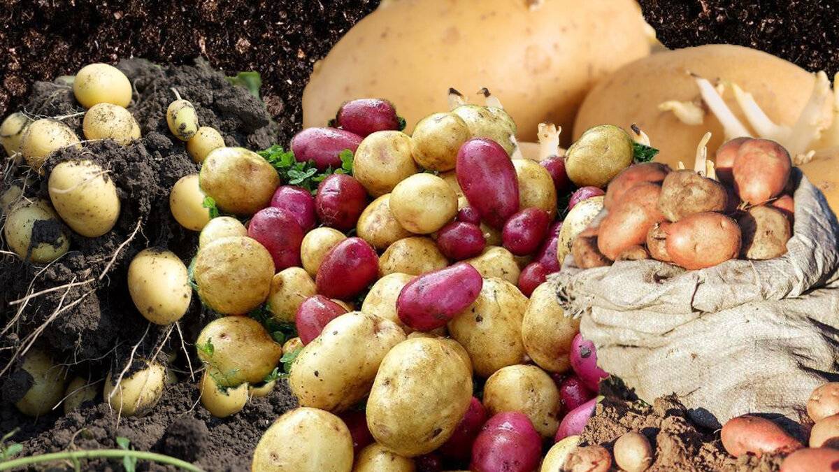 Яровизация картофеля перед посадкой в домашних. Фото картошки в ведре. Яровизация растений. Картошка в ведре выращивание. Фото картофеля в ведре.