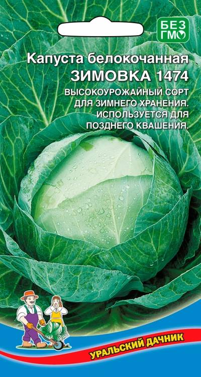 Лучшие 15 сортов поздней капусты для хранения на зиму и правила выращивания