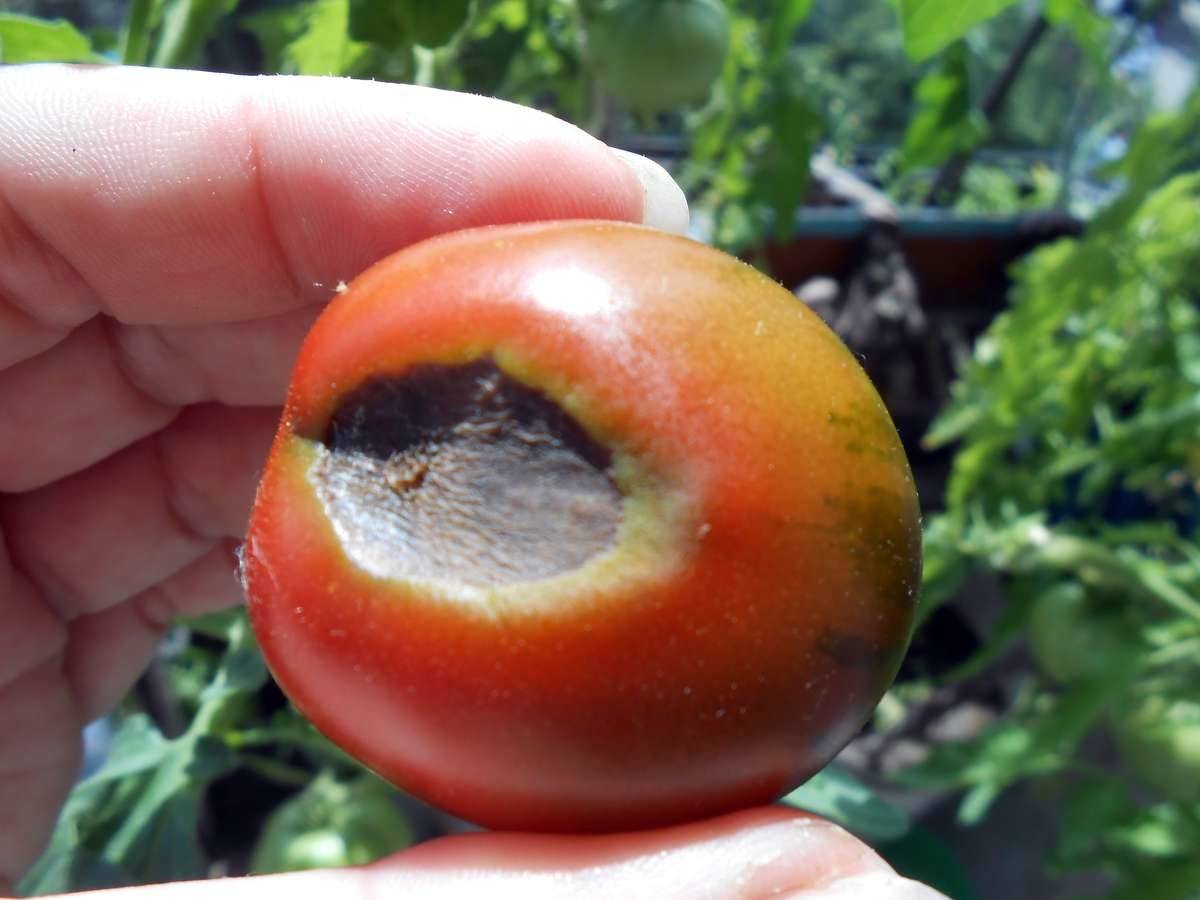 Вершинная гниль томатов — методы борьбы