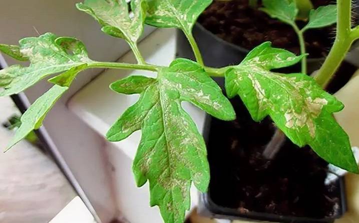 Появление белых пятен на листьях помидоров: причины, последствия, чем помочь