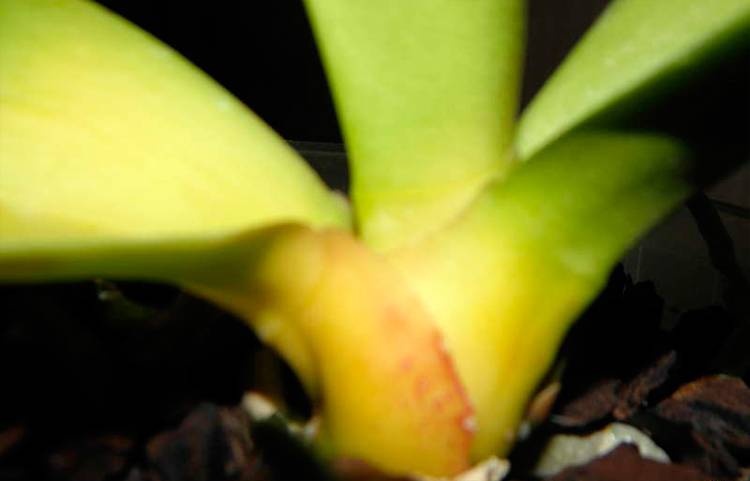 Почему желтеют листья у орхидеи фаленопсис - причины пожелтения листвы и методы помощи растению