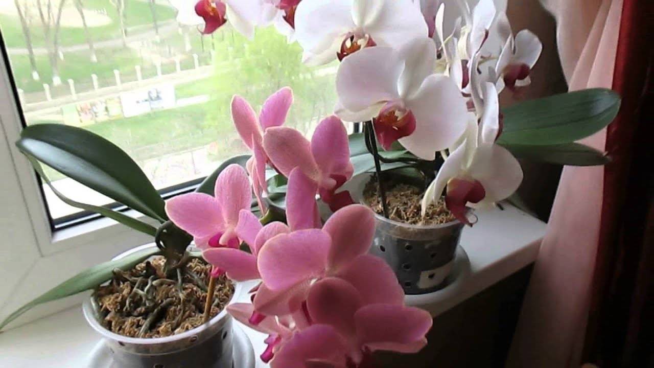 Орхидея: сколько цветет фаленопсис в домашних условиях?