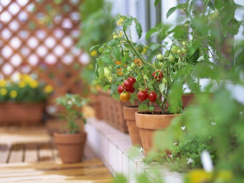 Помидоры на балконе: сорта и советы как правильно выращивать своими руками (фото и видео)