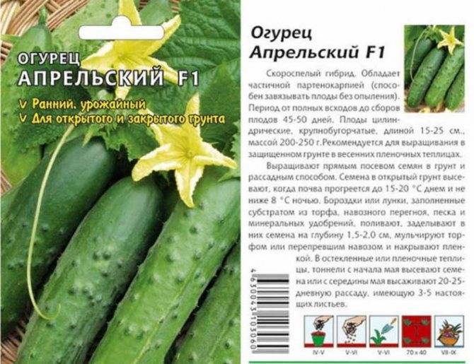 Огурец сатина f1: описание сорта, отзывы и урожайность, фото