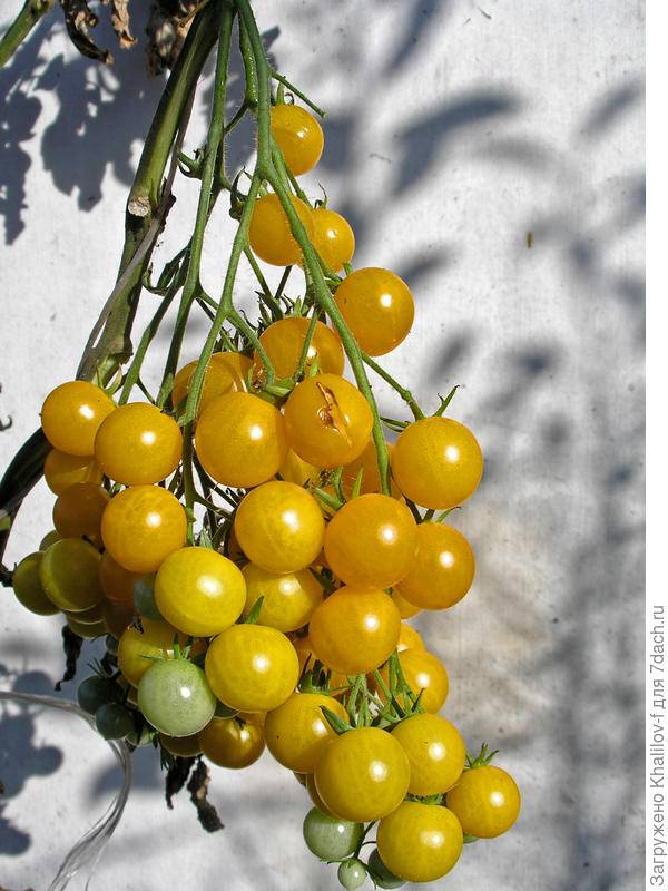 Томат вишня красная: описание сорта, отзывы, фото, урожайность