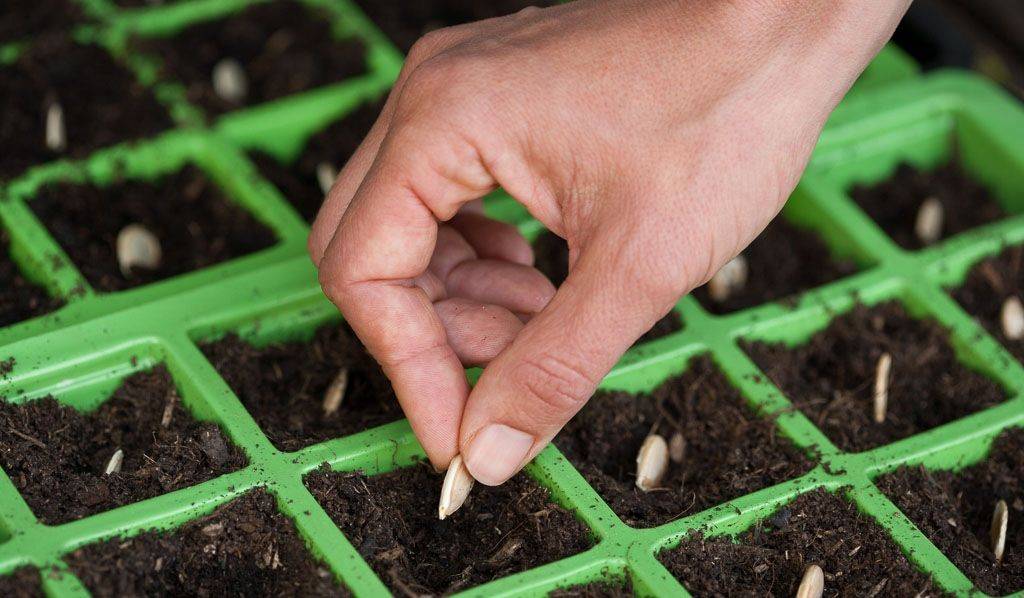Как быстро прорастить семена тыквы: подробная инструкция