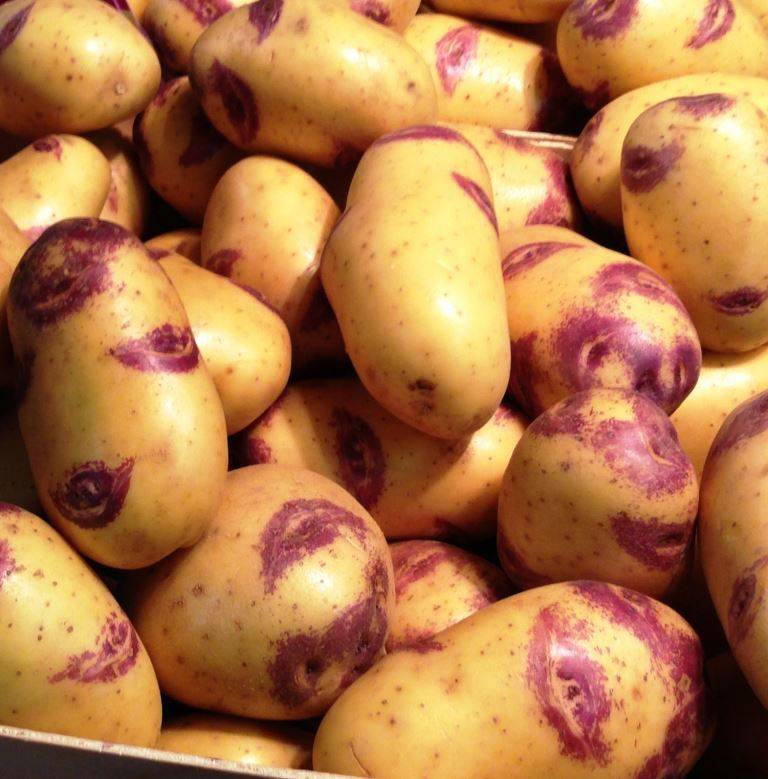 Элитные сорта картофеля. почему лучше покупать именно их?