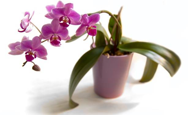 Борьба со щитовкой на орхидее