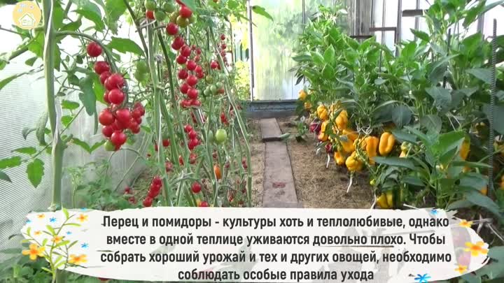 Что можно выращивать в одной теплице одновременно: таблица совместимости овощных культур при посадке? на что влияет соседство овощей? русский фермер