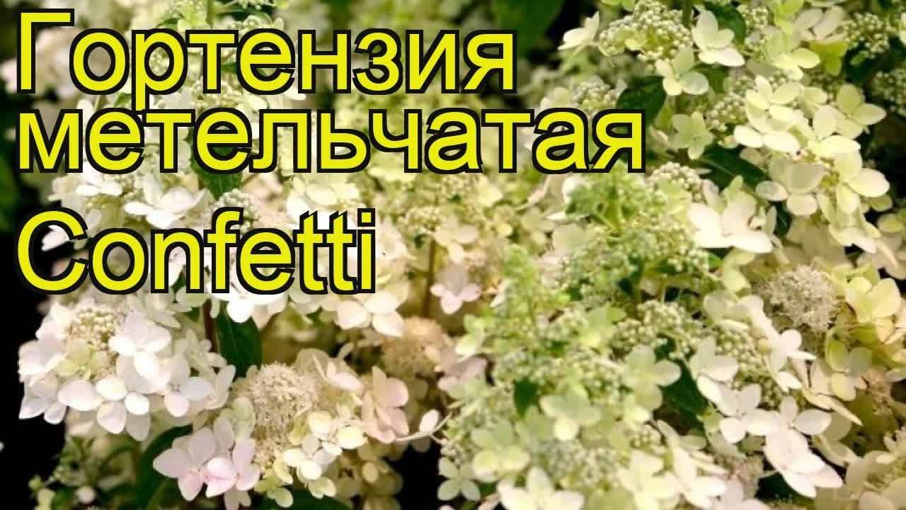 Гортензия Метельчатая Конфетти Фото