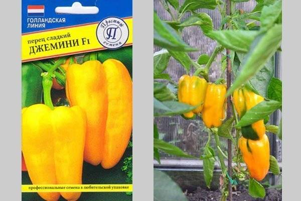 Перец джемини: особенности сорта, описания, урожайность, отзывы