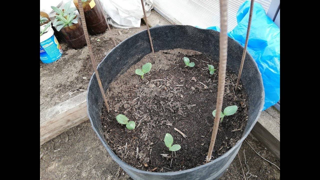 Как вырастить тыкву в открытом грунте