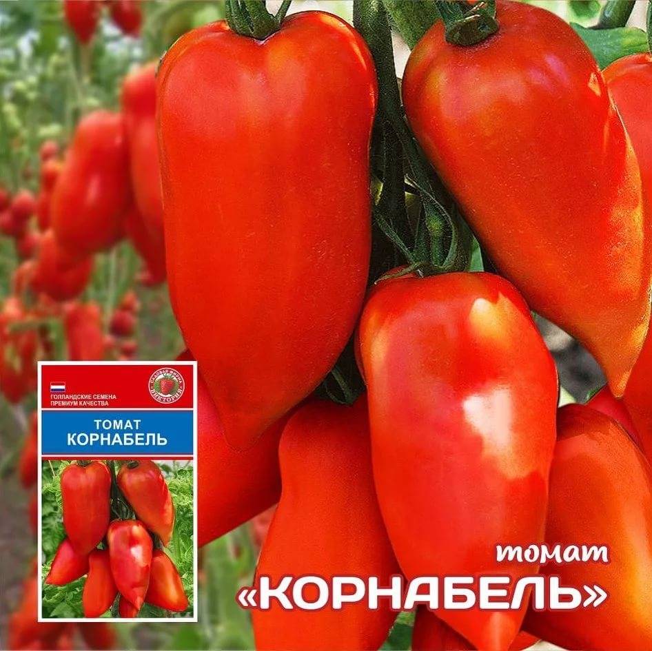 Описание гибридного томата корнабель и выращивание сорта рассадным способом