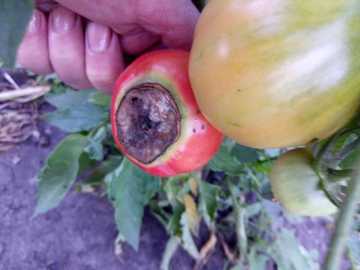 Вершинная гниль томатов: лечение на помидорах в теплице, как бороться в открытом грунте, профилактика