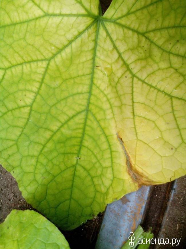 Почему у огурцов на подоконнике сохнут листья: что делать и чем лечить