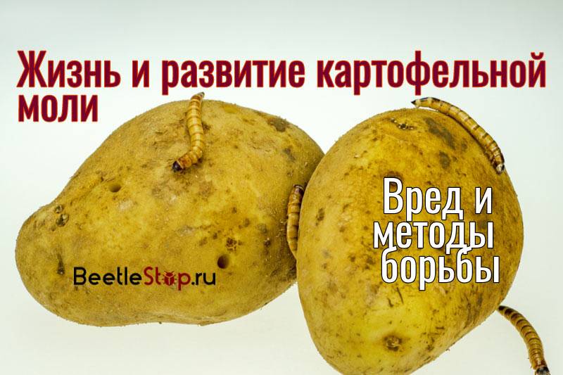 Кто такая картофельная моль и как с ней бороться?